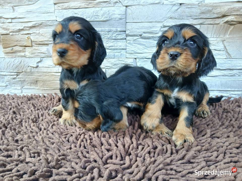 Śliczne Szczenięta Cocker Spaniel Angielski Sieradz