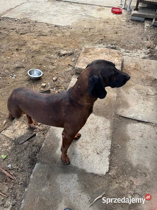 Suka Gończy Polski Pozostałe Brzesko