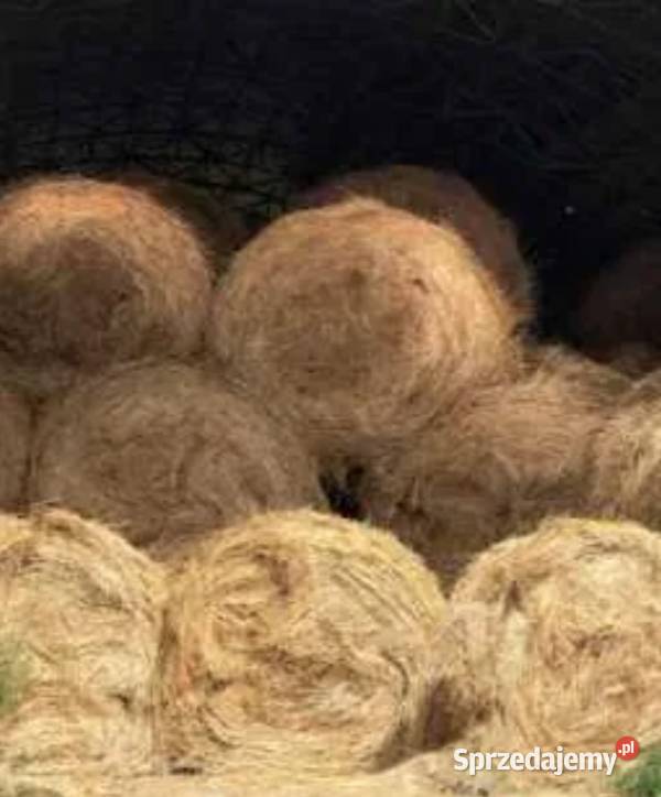 Siano w belach 120 podlaskie Zabłudów