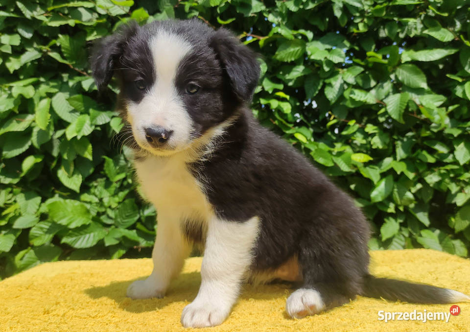 Rasowa suczka border collie z Hodowli komplet Pozostałe Iwonicz
