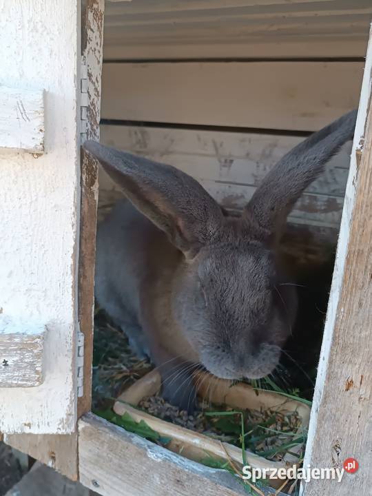 Sprzedam króliki samce Deksznie
