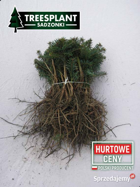 Sadzonki Jodły Kaukaskiej Jodła Kaukaska 21 Warszawa