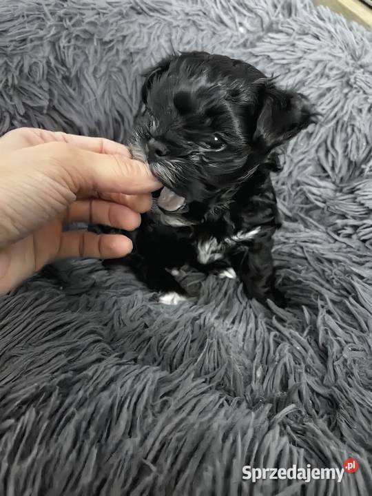 York Black piesek malutki piękny rodowód mazowieckie Siedlce