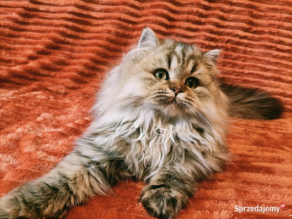 Kot brytyjski kotka brytyjska długowłosa point Kraków