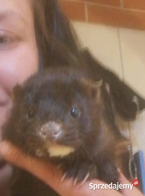 Sprzedam oswojoną Norkę Amerykanska wielkopolskie Murowana Goślina