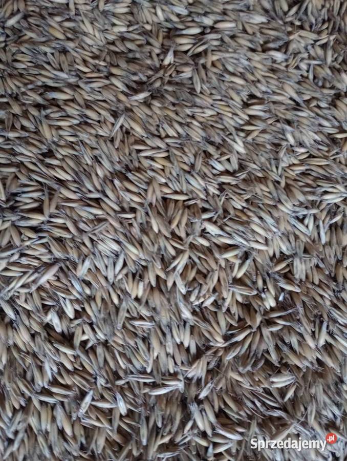 Owies jary Bingo Radomsko