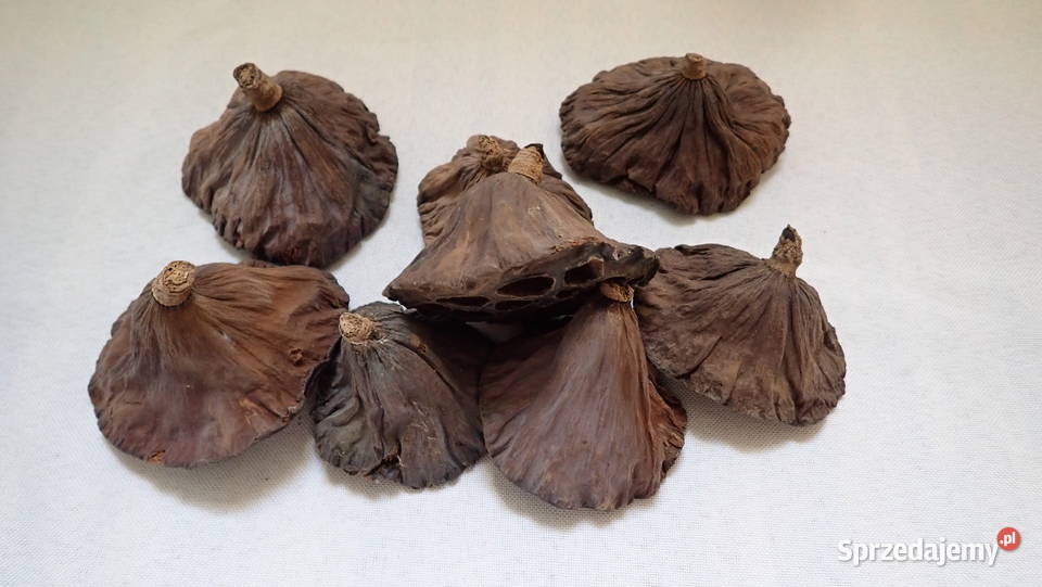 Kwiat Lotosu suszony naturalny Paczka 20 śląskie Siewierz sprzedam