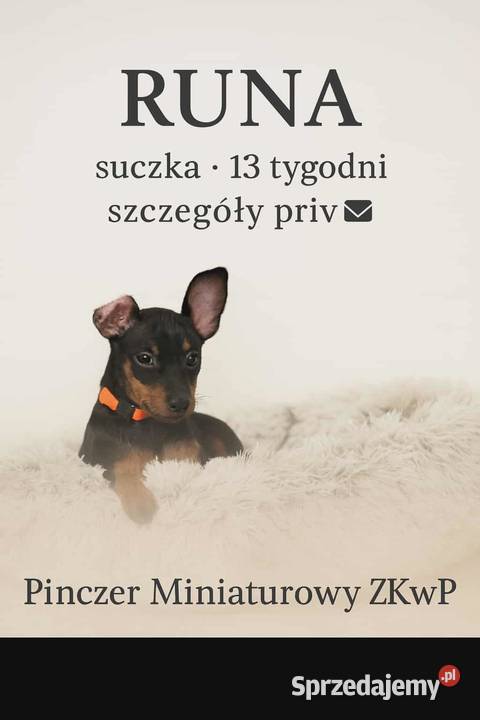 Pinczer miniaturowy ZKwP FCI wesoła przebadana lubelskie Chełm sprzedam
