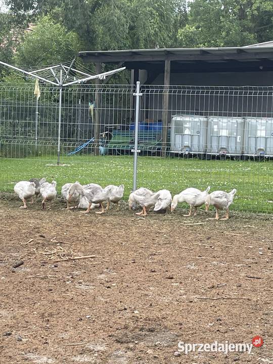 Sprzedam gęsi miesięczne i dwumiesięczne