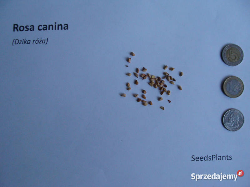 DZIKA RÓŻA Rosa canina NASIONA 500 sztuk 10g Nasiona kujawsko-pomorskie sprzedam