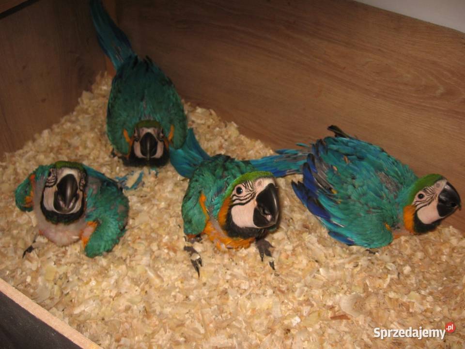 Ara Ararauna oswojone Tarnowskie Góry sprzedam