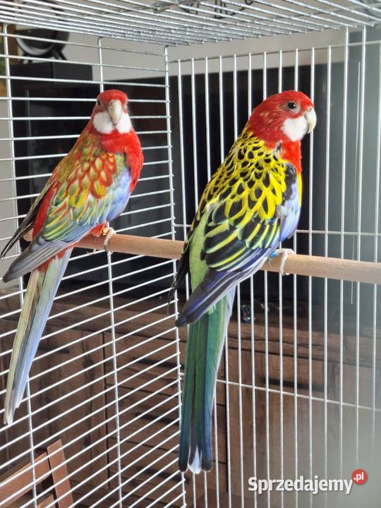 Sprzedam papugi faliste ninfy rozele biało lice Toruń