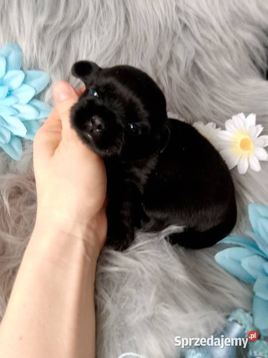 Piękny czarny piesek rasy ShihTzu Namysłów