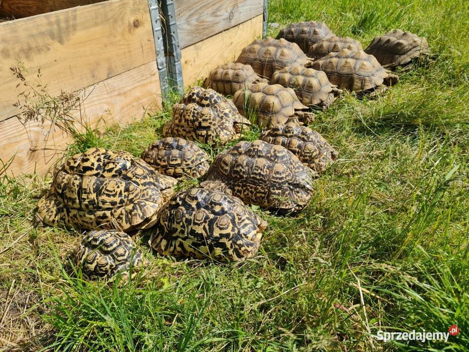 Żółwie Pustynne Lamparcie duże okazy Opole