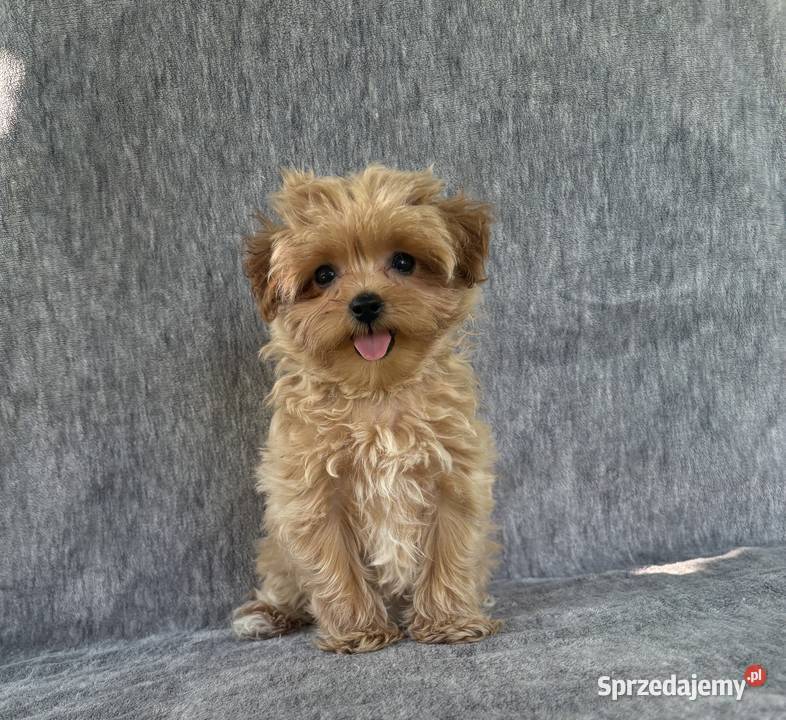 Wyjątkowe szczeniaki sunie Maltipoo F1 ojciec Garwolin