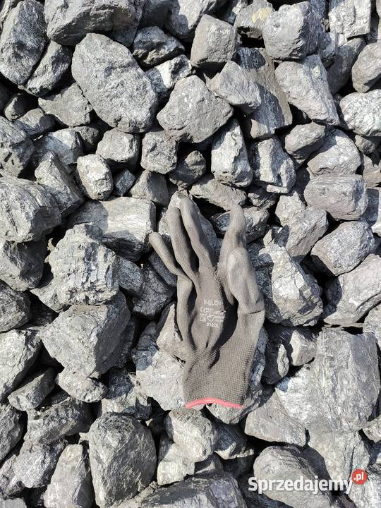 Orzech I PG SILESIA świętokrzyskie Starachowice sprzedam
