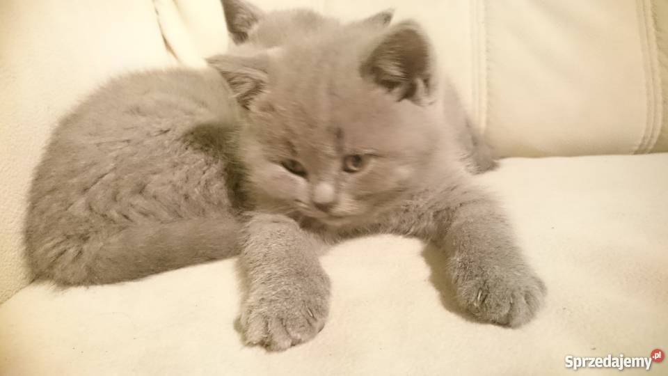 Sprzedam kotki Brytyjskie Koty Lubin