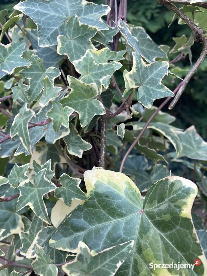 Bluszcz dwukolorowy Variegata Pnący Lublin sprzedam