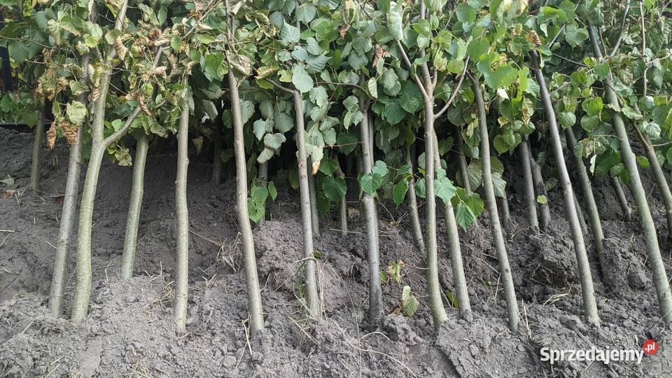Sadzonki lipy lipa drobnolistna wąskolistna Sompolno
