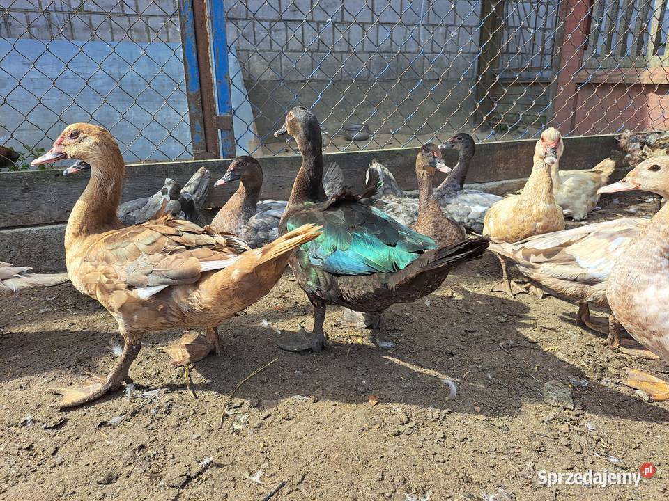 Kaczki piżmowe amerykańskie Brudzyno