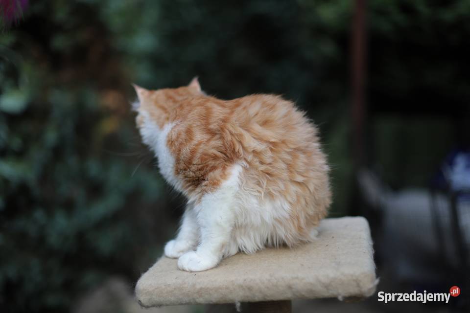 Maine Coon koty i kotki