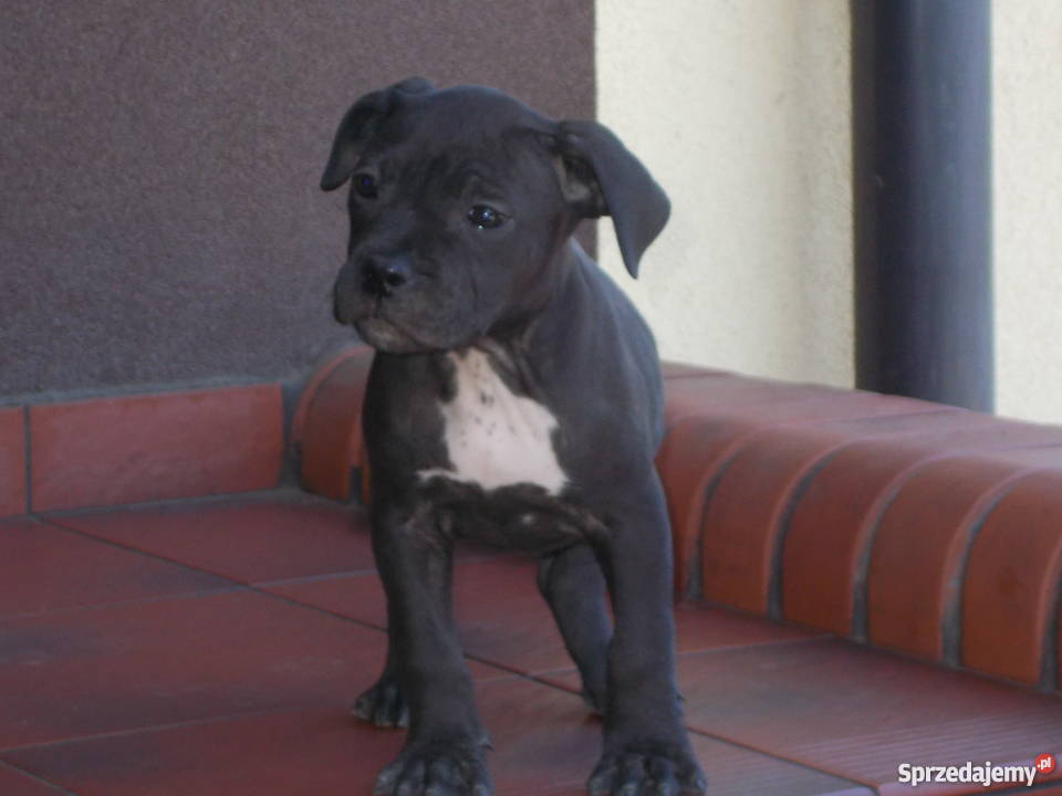 Suczka Czarna Amstaff mazowieckie Płock