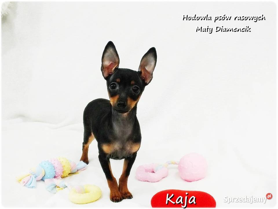 Pinczer miniaturowy Ratlerek Suczka KAJA z lubuskie Żary