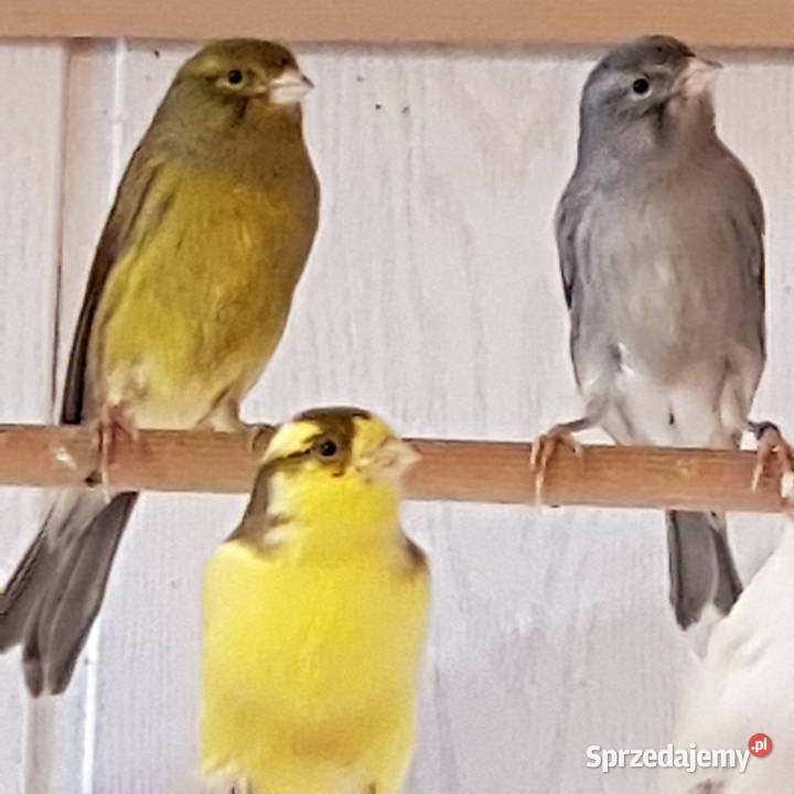 Kanarki śpiewajace slavujary Ciechanów