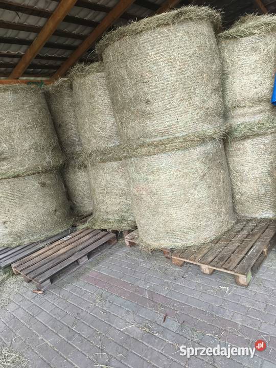 Siano Pabianice