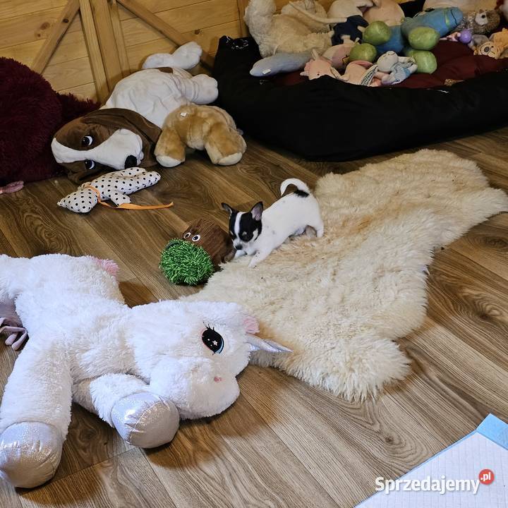 Chihuahua Exclusiv Rodowód FCI Pięknie Chłopcy Kołobrzeg