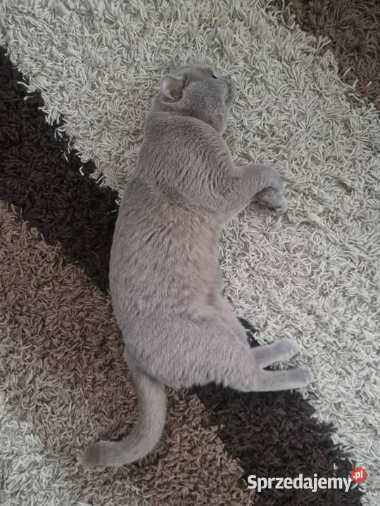 Kocur Brytyjski krótkowłosy reproduktor Chełm