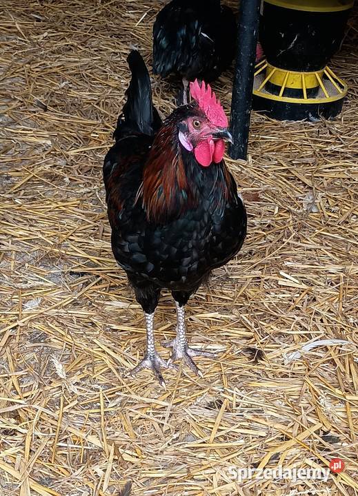 Sprzedam młode koguty warmińsko-mazurskie