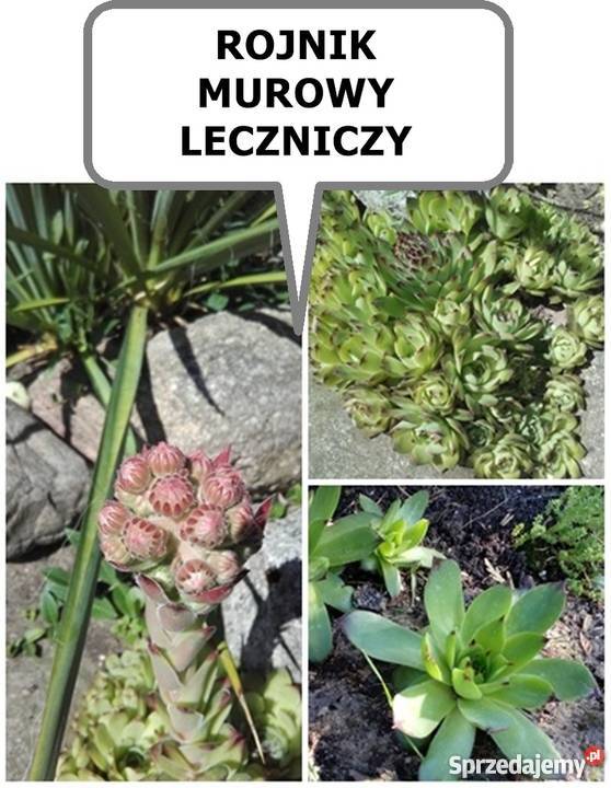 ROŚLINA NA UKĄSZENIA ozdoba ROJNIK wiele innych Rośliny Lublin