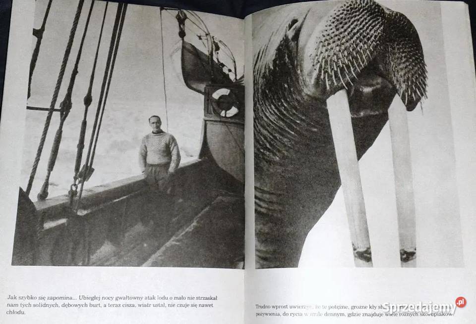 Czy foka jest biała Czesław Centkiewicz miękka sprzedam