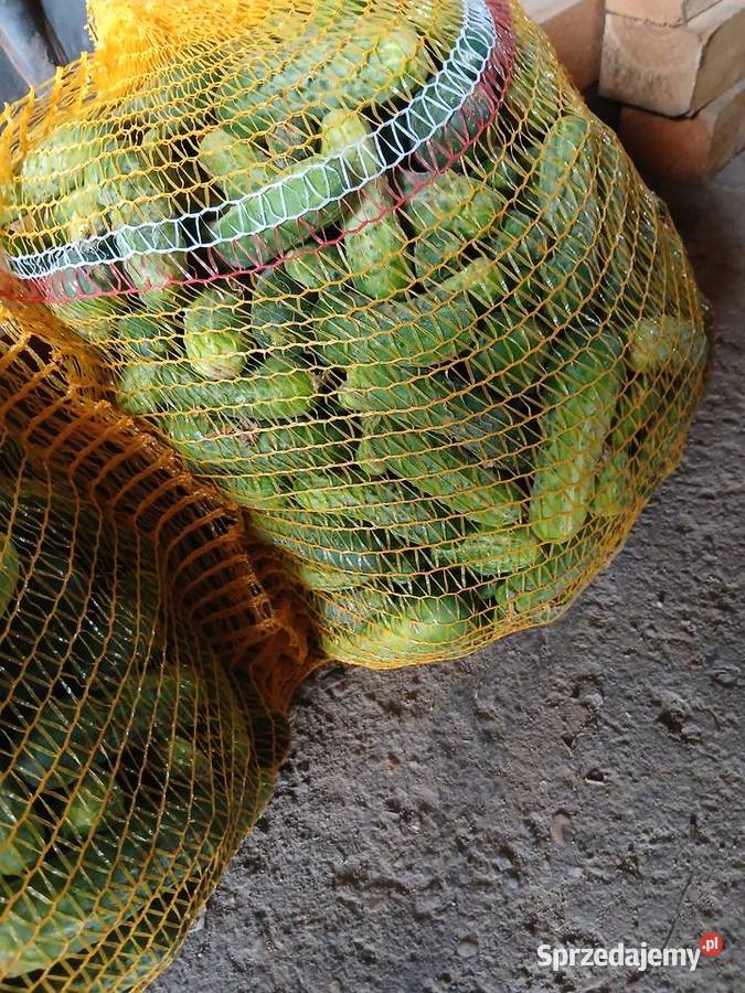 Sprzedam ogórka gruntowego bez chemiioctopus Produkcja roślinna Gniechowice