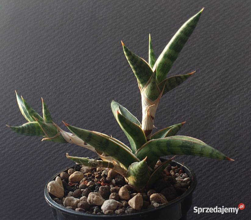 Sansevieria ballyi Minnie roślina kolekcjonerska sprzedam