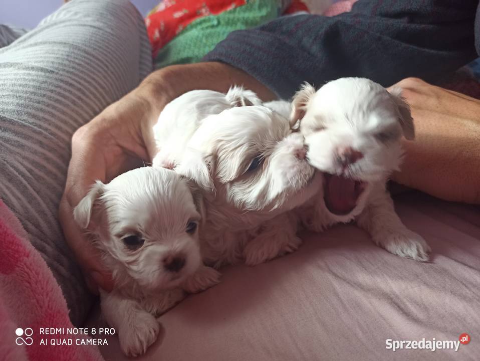 Maltańczyki rodowód