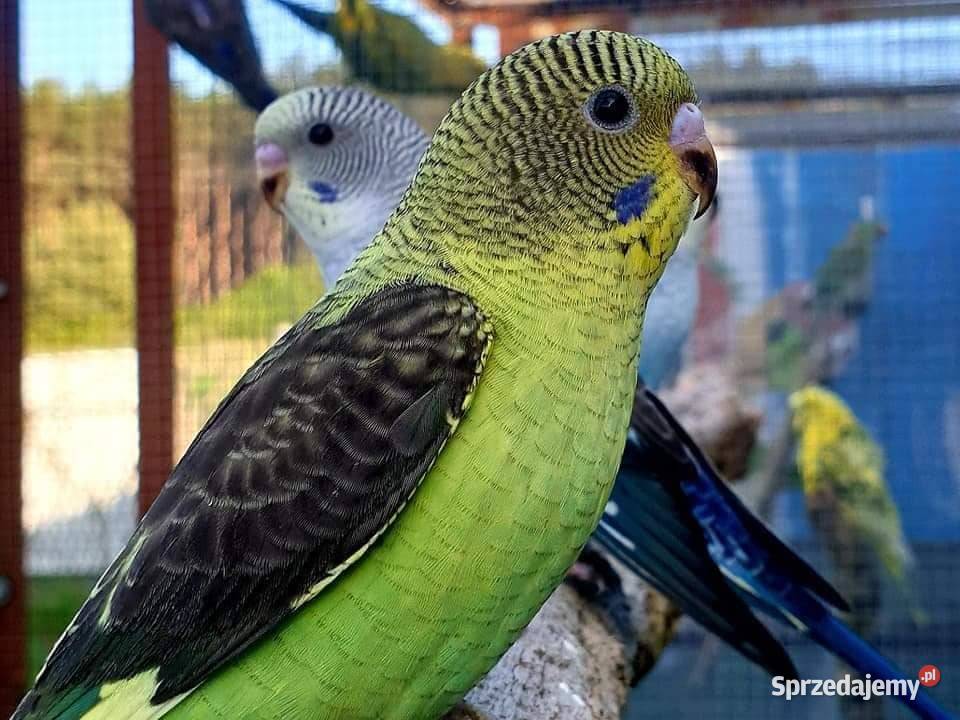 papużka falista blackwing czarnoskrzydła papugi sprzedam