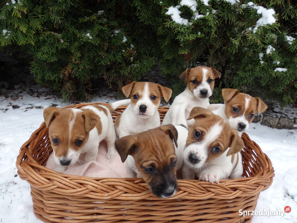 Jack Russell Terrier zapowiedź miotu WIOSNA 25 łódzkie Bełchatów