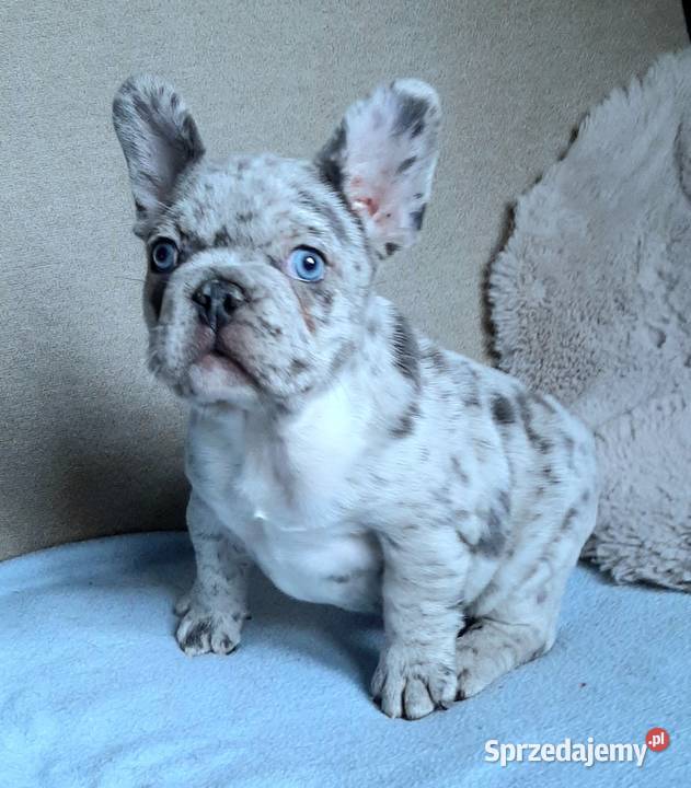 Buldogi francuskie szczenieta Pabianice