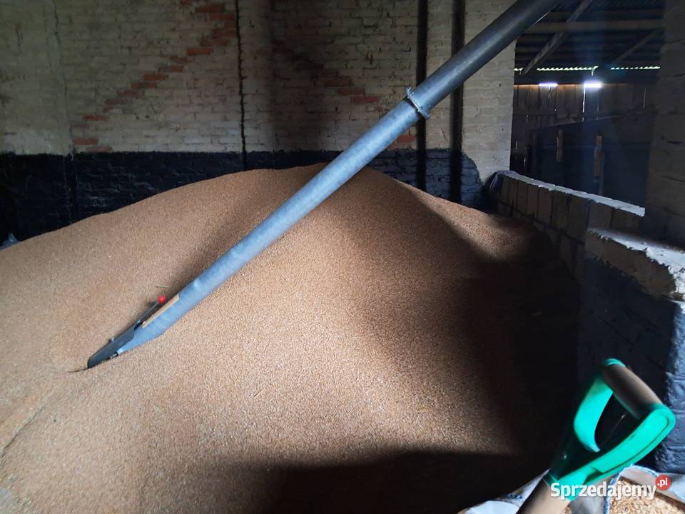 Żmijka podajnik Rakołupy sprzedam