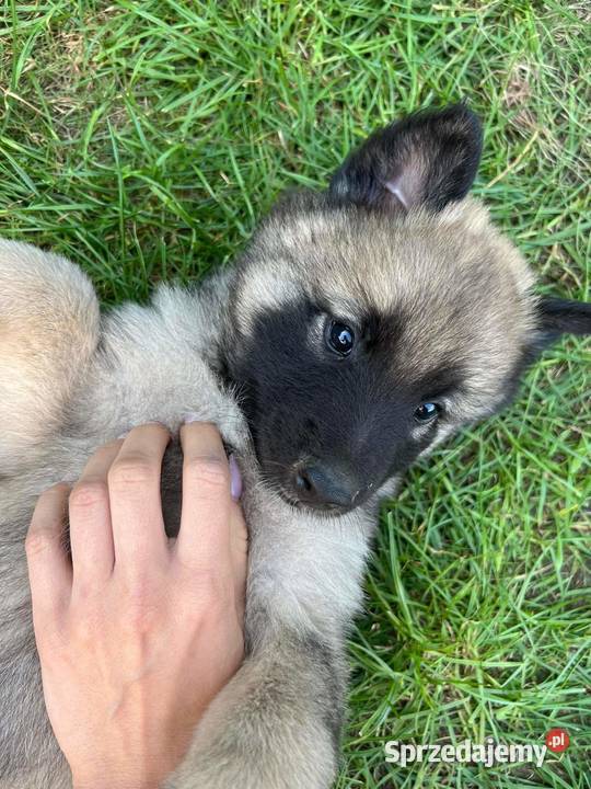 Owczarek belgijski tervueren Tarnów