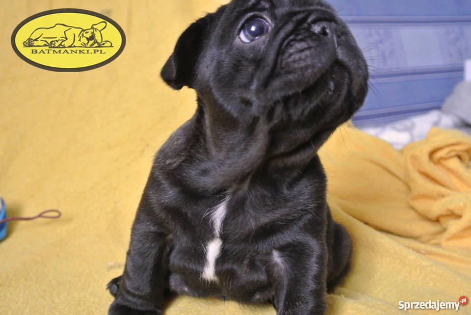 Buldog Francuski szczenięta czekoladowy marengo Turek