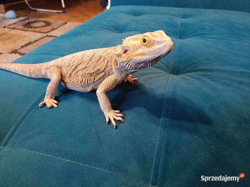 Agama brodata samiec 2 letni Warszawa