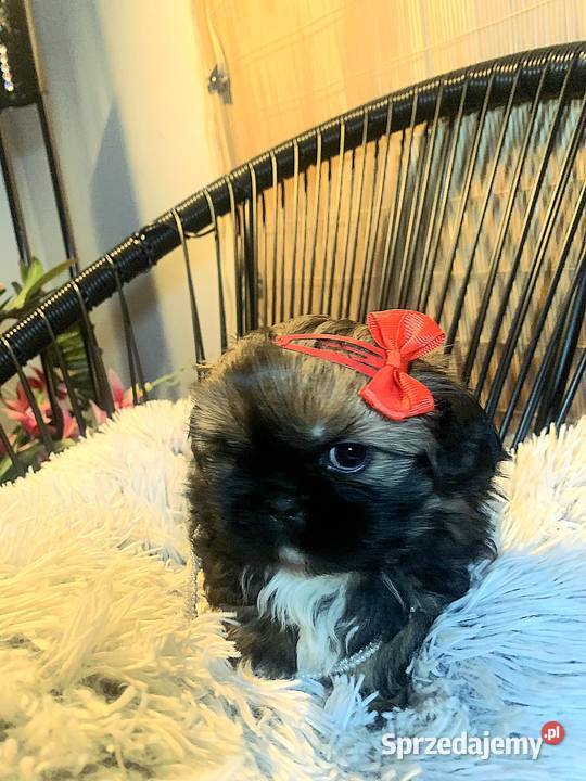 ShihTzu zachodniopomorskie IV pokrodowodem Kozy