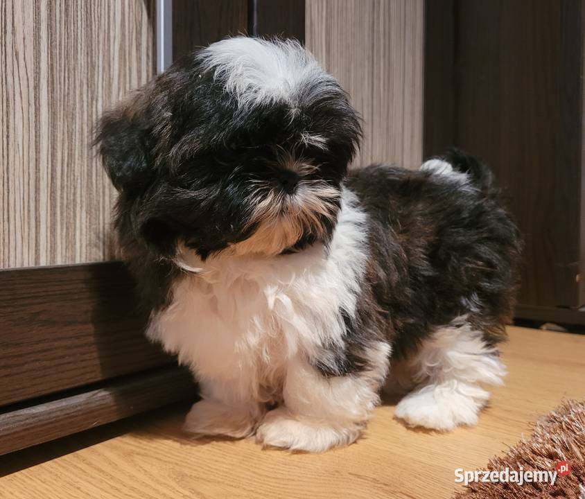 Shih Tzu Suczka podkarpackie Łańcut sprzedam