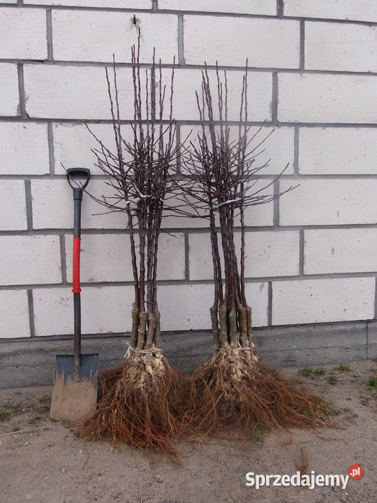 Drzewka owocowe jabłoni mazowieckie Wyszków