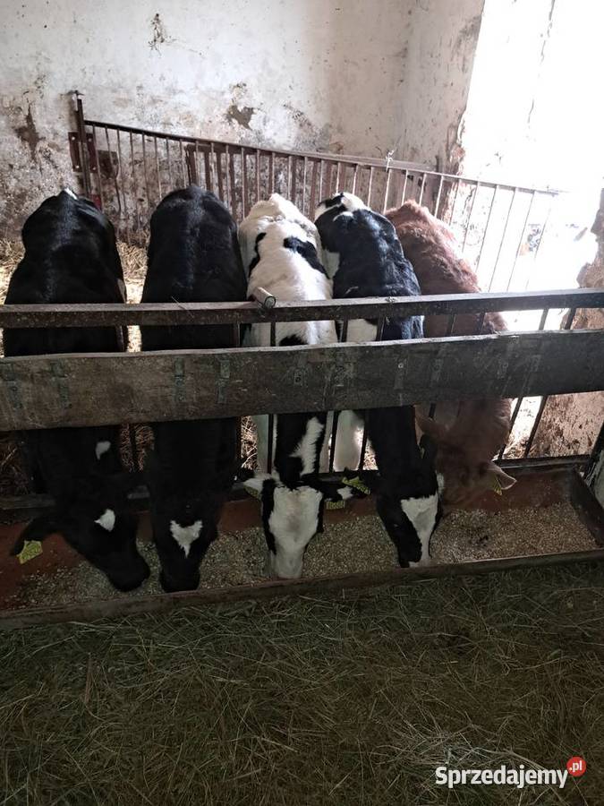 Cielaki jałówki byczki żeruny Skórcz