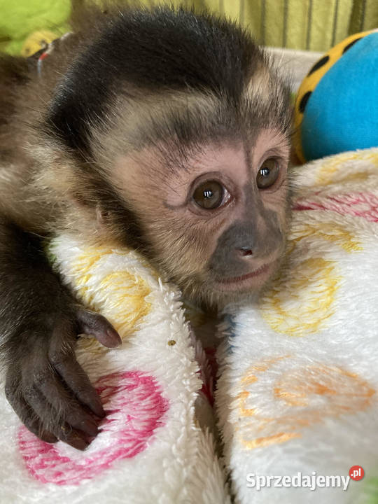 Małkpa kapucynka czubata Kołobrzeg
