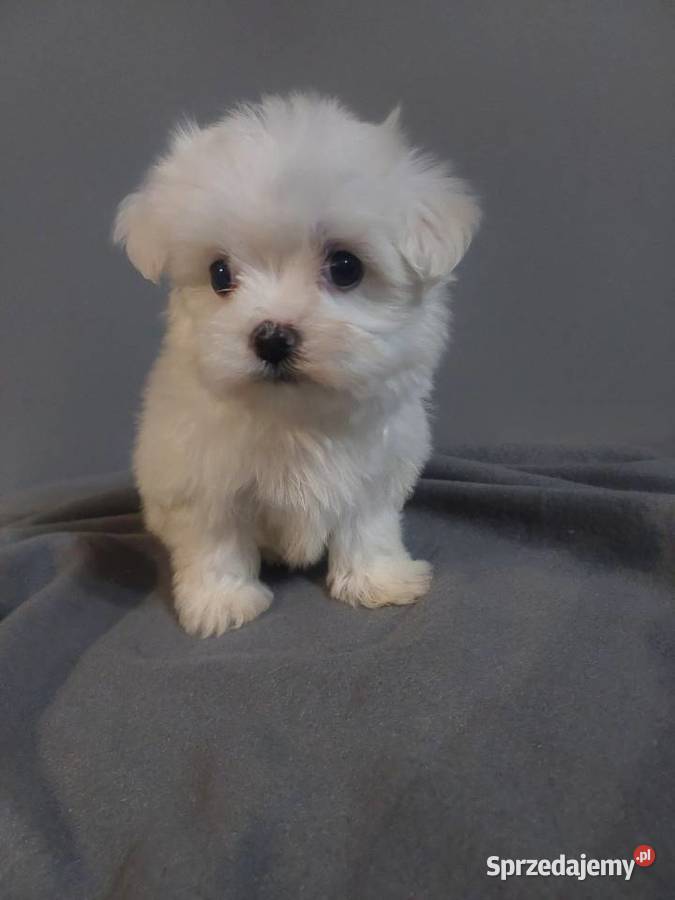 Maltanczyki suczka i piesek